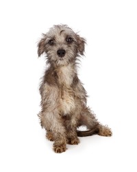 Shy and scared young rescue dog with dirty and shaggy fur in need of a bath and groom