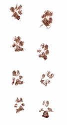 Line of dirty dog paw prints made with real mud. Isolated on white background