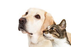 Yellow Labrador dog and cat together over white looking to side with room for text