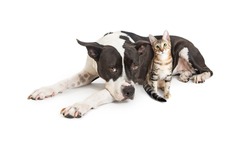 Large mixed breed dog lying down with a cute small kitten