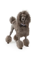 Beautiful large standard Poodle dog wearing a black bow tie standing on a white background