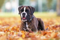Cute brindle Boxer dog posing outdoors lying down on fallen yellow maple leaves in autumn
