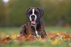 Brindle Boxer dog posing outdoors lying down on fallen maple leaves in autumn