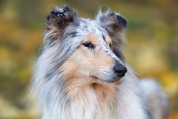 The portrait of a sly blue merle rough Collie dog posing outdoors in autumn