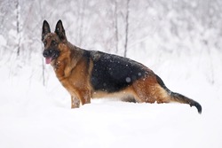 Adorable black and tan German Shepherd dog standing in a snow in winter