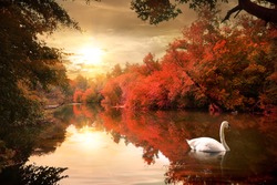 Swan on the autmn river at sunrise