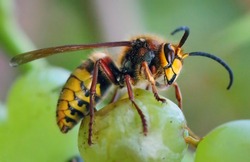 European Hornet, Hornet, Wasp in green nature