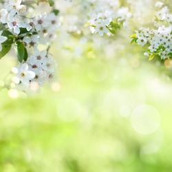 Flower Fruit - Free Stock Photo by Alejandro Bermudez on Stockvault.net