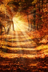 Sunbeams on a forest path in golden autumn