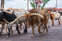 Longhorn Cattle Drive at the stockyards of Fort Worth, Texas