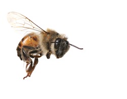 Macro Image of Common Honey Bee From North America Flying on White Background