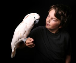 Moluccan Cockatoo With a Young Adult on Black Background