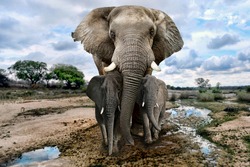 Beautiful Images of of African Elephants in Africa