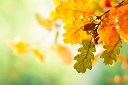 Autumn yellow leaves  of oak tree in autumn park. Fall background with leaves. Beautiful autumn landscape.
