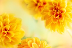 Autumn floral composition made of fresh yellow dahlia on light pastel background. Festive flower concept with copy space.Soft focus, macro