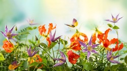 Beautiful orange and violet flowers, butterflies in summer garden. Clematis and Gloriosa flowers. Summer floral concept. Banner.