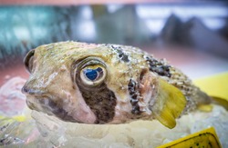 Japanese fugu fish or pufferfish 