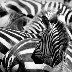 pattern of zebras, masai mara, kenya