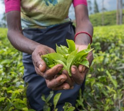 Tea pickers in Nuwara Eliya, Sri Lanka
