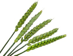 Green wheat ears isolated on white background