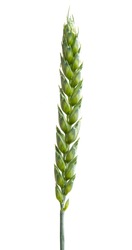 green wheat ear isolated on white background