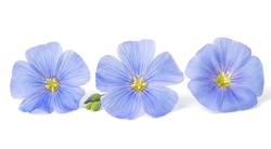Flax flowers isolated on white background
