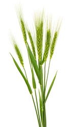 green ears of wheat isolated on white background