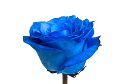 blue rose isolated on white background