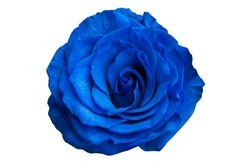 blue rose isolated on white background