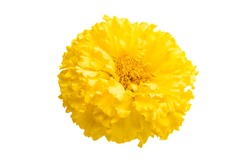 yellow marigold isolated on white background