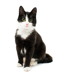 Black & white cat sit on white isolated background.