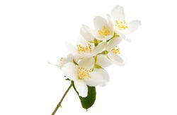 branch with jasmine flowers isolated on white background