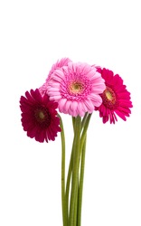 gerbera bouquet isolated on white background 