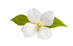 jasmine flower isolated on white background 