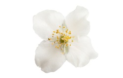 jasmine flowers isolated on white background