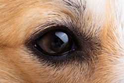 canine eye close up macro