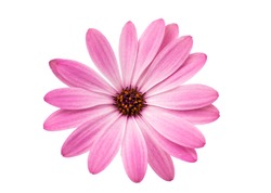 White and Pink Osteospermum Daisy or Cape Daisy Flower Flower Isolated over White Background. Macro Closeup