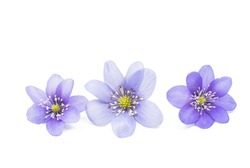 Hepatica nobilis on a white background