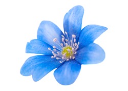 spring blue flower isolated on white background