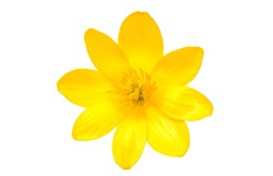 yellow spring flower isolated on a white background