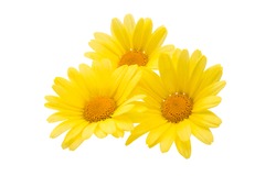 yellow daisy isolated on a white background