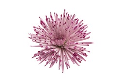 purple chrysanthemum isolated on a white background
