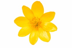 Yellow spring flower isolated on white background