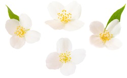 jasmine flower on a white background
