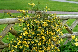 Gelsemium sempervirens Margarita, restrained vine with dark green foliage and golden yellow flowers in spring