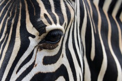 Close-up of zebra head and body