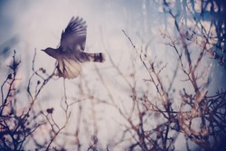 Double exposure image of forest elements and a flying bird. Film like abstract picture of Spring concept.