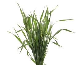 Green young wheat isolated on white background, clipping path