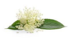 Blossoming elder, elderberry with flowers and leaves isolated on white background