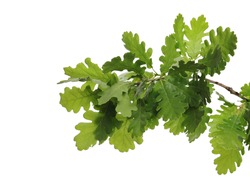 Young oak leaves on branch, green foliage isolated on white background
